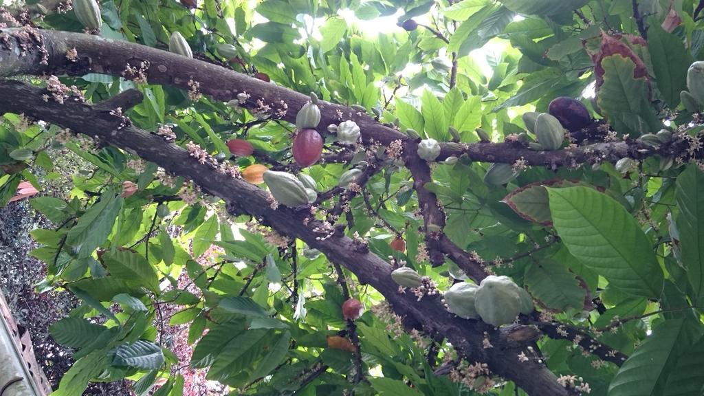 Pousada Cheiro De Cacau ปอร์โตเซกูโร ภายนอก รูปภาพ